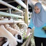 Ia Lulus Hari Ini, Setelah Bertahun-tahun Sekolah Sambil Beternak Kambing Demi Orang Tuanya